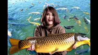Что происходит, когда сазаны атакуют?