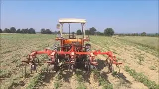Sarchiatura girasoli 2017 - Sunflower weeding 2017