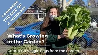What's Growing in the Garden?  Grab-n-Go Veggie Bags from the Garden