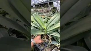 OBRAL ANGGREK BULAN JUMBO WARNA KOLEKSI🥰 #anggrek #liveanggrek #vandaorchid #anggrekbulanmurah