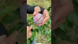 Today I cut peaches, interesting fruit video❤ fruit video🔥Fruit Unzip Video#fruits