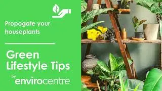 Propogate your plants - EnviroCentre