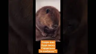 Скоро вже буде Пасха #рекомендации #гумор #дієта #пасха