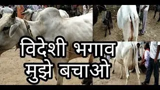 देसी नस्ल !!! गंगा तिरी गाय और बैल बभना मेला जहानाबाद पॉन्स बिहार 13 June 2018
