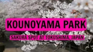 Kounoyama Park ! Must-go spot for hanami if you traveling to Tokushima, Japan