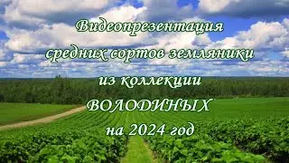 Презентация СРЕДНИЕ сорта земляники на 24 г