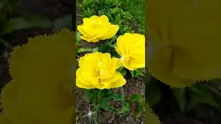 Доброго ранку! Гарного дня! З Добрим ранком! З добрим весняним ранком!  Привітання. 