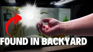 Top 10 Items You Can Get From Your Backyard