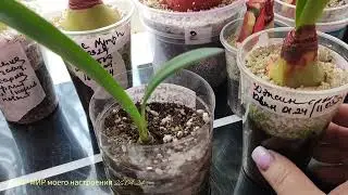 26.04.24 Результаты укоренненния луковицы гиппеаструма.Где не стоит покупать луковицы гиппеаструма.