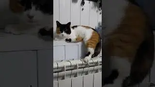 #кошкаибатарея