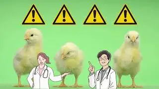 Gripe Aviária: O que é e como ela se relaciona com a população brasileira