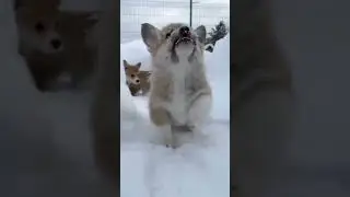 Snow Dogs  - Going To The Dogs Featurette #shortsfeed #pets #funny