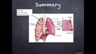 IGCSE. 2.8.  Human respiratory system