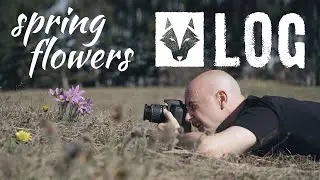 Photography Vlog Episode 1: photographing spring flowers