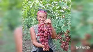 Виноград КУПИДОН -Выбираем Лучшее из лучшего !!!