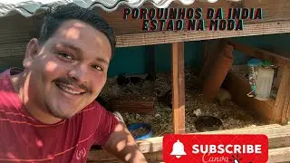 Conteúdos sobre porquinhos da índia estão na moda 🐹