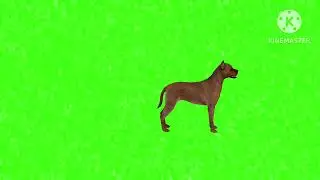 Dog 🐕 talking green screen animation video#copyrightfree green screen animal talking