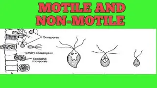 Motile and Non- motile: Algae, bryophytes, fungi and protista