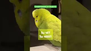Скороговорка от попугая! А ты так умеешь? Попробуй повтори! 😎💚