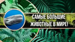Самые большие животные мира!