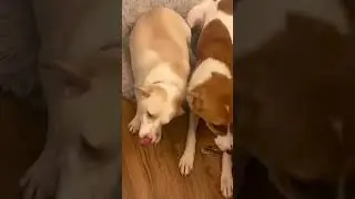 #dog