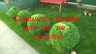 Формування самшиту в формі кулі