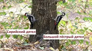 Сирийский дятел / Большой пёстрый / Белка пьют воду