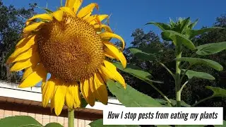 How to treat my Sunflowers for White flies, beetles & other pests 🍃🐛