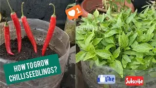 மிளகாய் நாற்று வளர்ப்பது எப்படி? | How to grow chilli seedlings from seeds ? | Tips to grow more