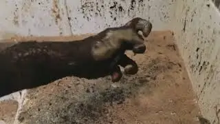 HowToBasic Grunting and Screaming for 10 Minutes