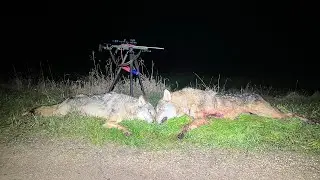Охота на волка !