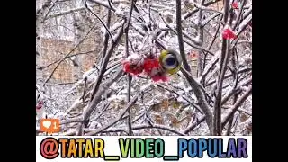 Карлы милэш