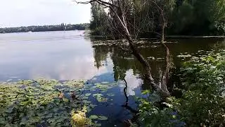 Туман укрыл воспоминания  #автор #поэзия #стихи #парк #природа #строгино