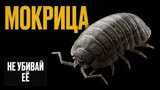 THIS IS INCREDIBLE! Woodlice are not insects. They are crustaceans that crawled out of the sea 30...