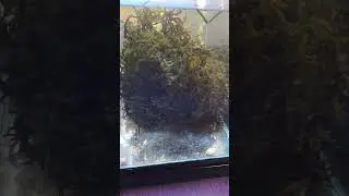 Codium Macro Algas, muy Buena para reducir nutrientes.