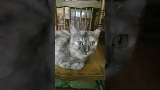 Удивительные кошки приюта Котопес г.Челябинск