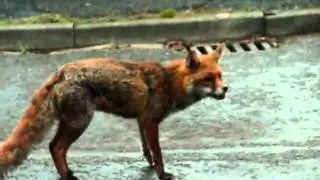 Dog saves cat from fox!