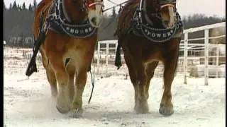 Draft Horses
