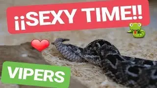 Cortejo de VIBORAS ⚠️🐍 Bitis rubida en Terra Natura Benidorm