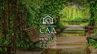 Ботанический сад МГУ «Аптекарский огород». Сакура, водопады и утки