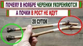 🍇 Период ПОКОЯ ВИНОГРАДА. Почему осенью почки в зимующих глазках не идут в рост ДАЖЕ ЕСЛИ ТЕПЛО?