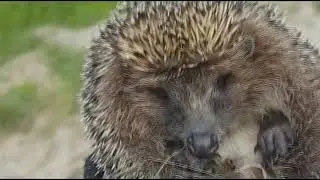 СПАСЛИ ЕЖИКА