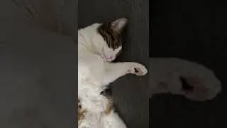 всем котолюбам посвящается 🦭 #рек #котики #любовь