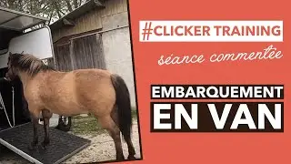 COMMENT EMBARQUER SON CHEVAL DANS LE VAN AU CLICKER TRAINING ?