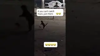 Copy cat #highlights #funny #cat #frog #viralvideo #viralshorts #hop #funnyvideos #animals #copyme