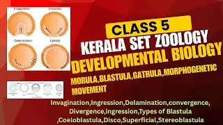 class 5 Morphogenetic movement,Types of blastula