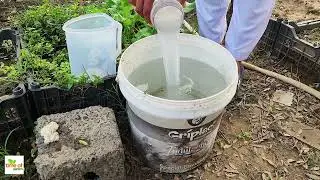 Forget Expensive Fertilizers! This DIY Mix Will Blow Your Mind!