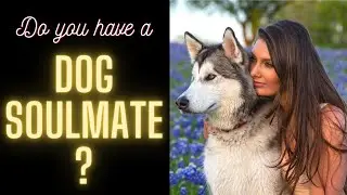 Is your Dog your Soulmate? ❤ Signs your Dog is a Soulmate ❤