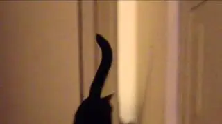 Kitty left me for legs