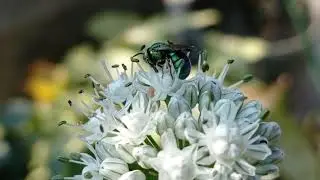 Insects on flower collecting nectar